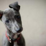 A gray dog, head tilted slightly to one side.