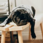 A black dog lying on a bench