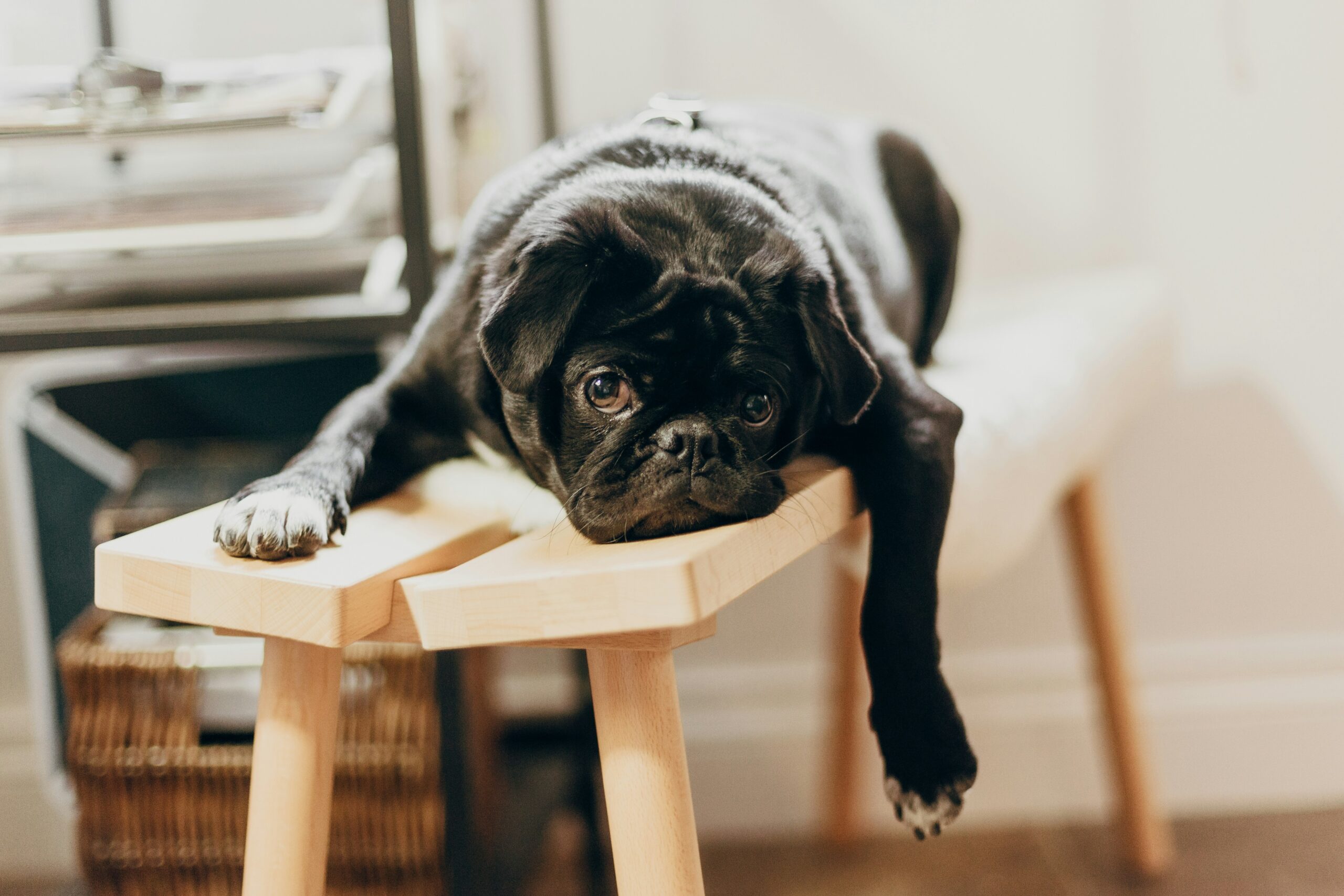 A black dog lying on a bench