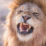 A lion with mouth open and teeth showing