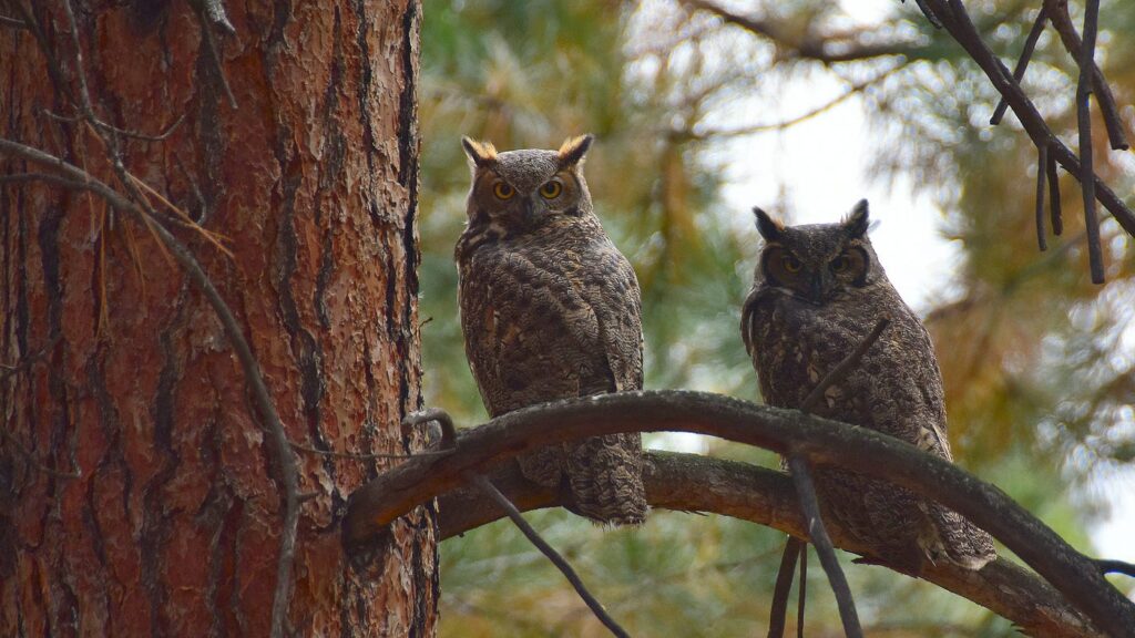 Two owls on a branch