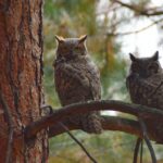 Two owls on a branch