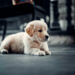 A puppy looking bored.