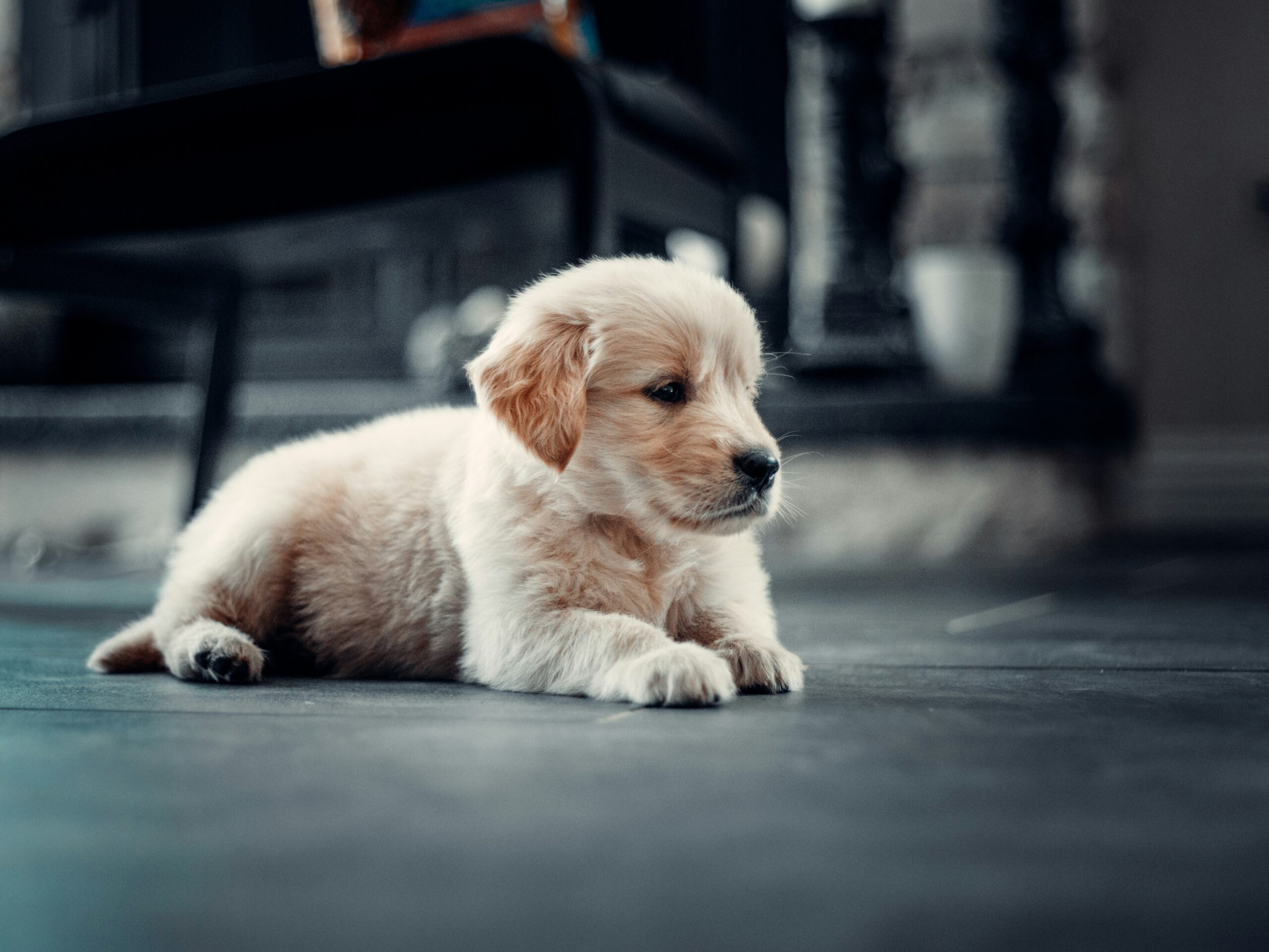A puppy looking bored.