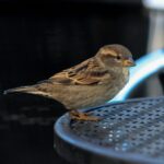 Female house sparrow perched on a metal outdoor table