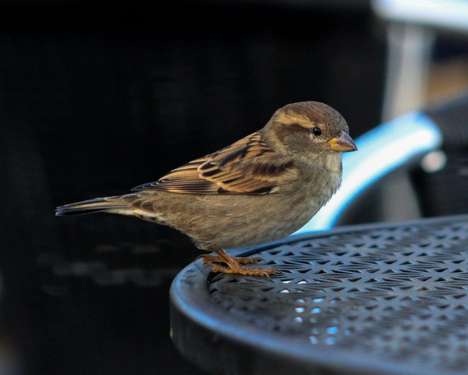 Female house sparrow perched on a metal outdoor table